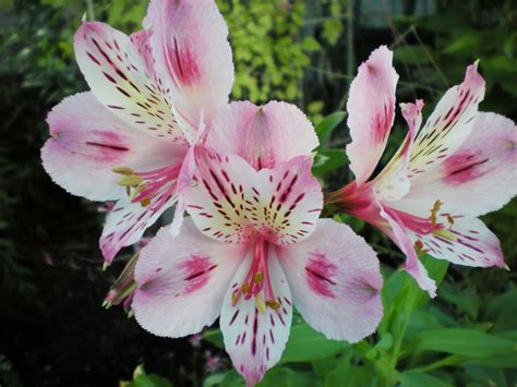 Check spelling or type a new query. Gardening With Grace: Favorite Plants--Flowers
