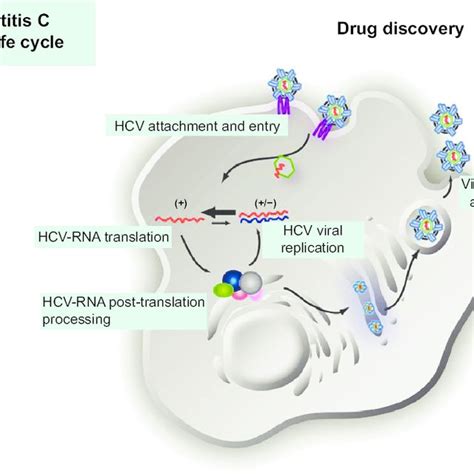 Hepatitis C Virus Life Cycle And Putative Targets To Design Specific