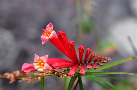 Free Photo Tropical Flower Flower Rainforest Red Free Download