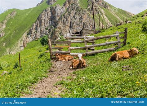 Cows In Laza Village In Caucasus Mountains Azerbaij Stock Photo