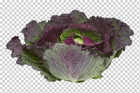 Col rizada col rizada coliflor brócoli verduras moradas púrpura