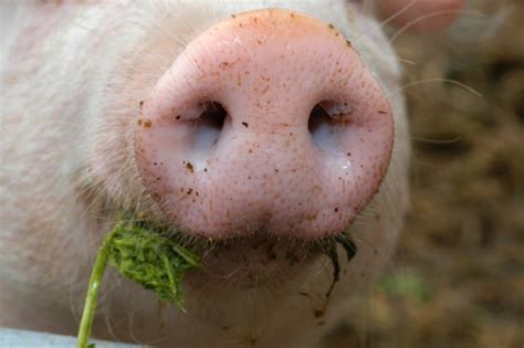 돼지 코 가까운에 대한 스톡 사진 및 기타 이미지 Istock