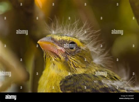 Bird Yellow Finch Baby Fledgeling Stock Photo Alamy