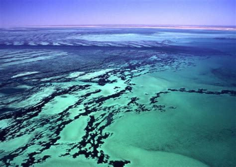 Shark Bay, Australia | Smithsonian Ocean