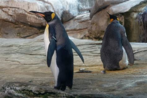 Same Sex Penguin Couple Fails To Hatch Egg In Berlin