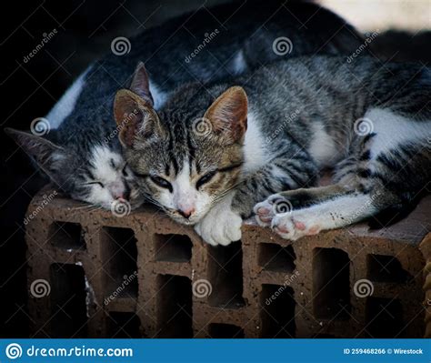 Closeup Of Two Tabby Cats Lying Together On The Stone Outdoors Stock