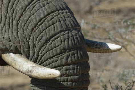 Close Up Of Elephant Trunk And Tusk Stock Photo Dissolve