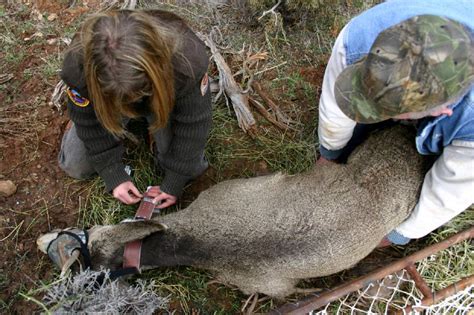 Chronic Wasting Disease Found In Bull Elk Killed On