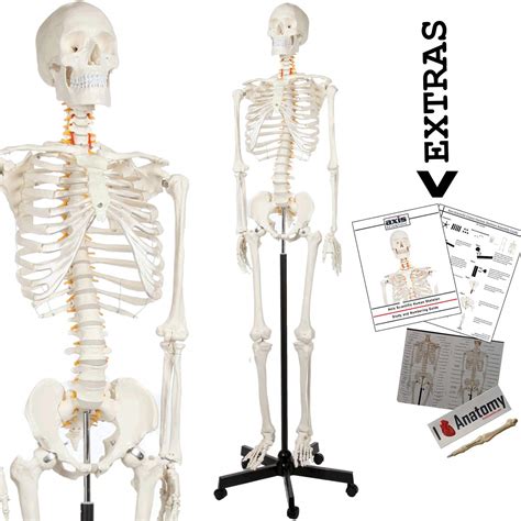 Axis Scientific Human Skeleton Model Anatomy Bundle 5 6 Life Size