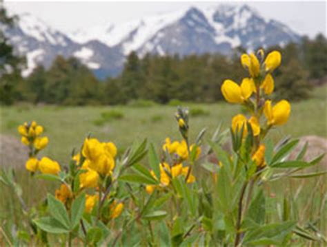 Check spelling or type a new query. Yellow & Orange Flowers - Rocky Mountain National Park (U ...
