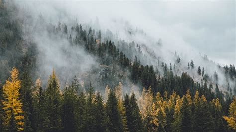 Mac wallpaper desktop aesthetic desktop wallpaper minimal wallpaper download wallpaper hd macbook wallpaper computer wallpaper 1080p wallpaper pink wallpaper pc mac wallpaper tumblr find lowpoly. Free download 64 Pine Tree Wallpapers on WallpaperPlay ...