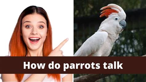 How Do Parrots Talk How Do Parrots Talk Like Humans How Do