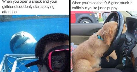 41 Funniest Animal Memes To Help You Giggle Your Way Into A New Work