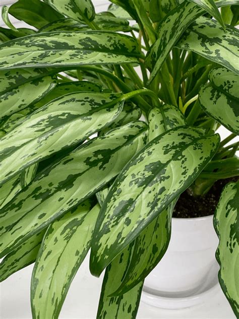 There are some absolutely gorgous varieties and it's easy to ca. Aglaonema Cutlass | Chinese Evergreen | Care Difficulty ...