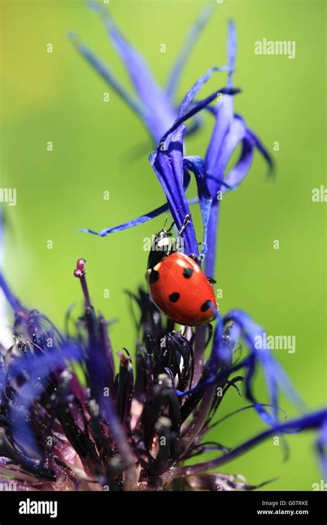 Ladybug On Blue Flower Stock Photo Alamy