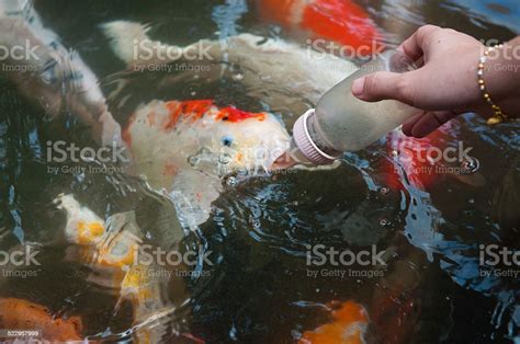 Feeding Koi Fish With Milk Bottle In Farm Stock Photo Download Image