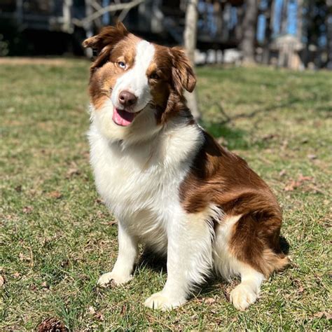 Meet Our Akc Australan Shepherds Best Australian Shepherd Lines From