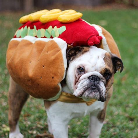 Alibaba.com offers 1,926 bulldog costumes products. English Bulldog hotdog costume - Halloween! | English ...