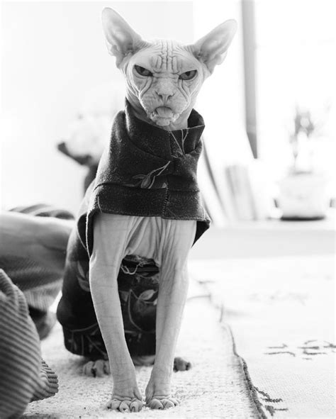 Meet Loki The Worlds Grumpiest Sphynx Cat Cute Hairless Cat Cats