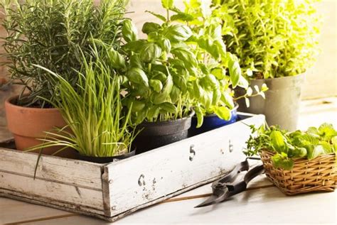 How To Grow Your Own Fresh Herbs The Habitat