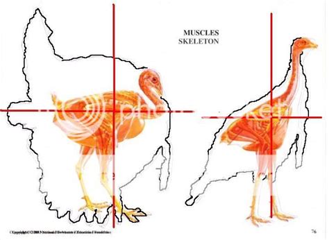 Turkey Shot Placement Diagram Bowhunters Forum