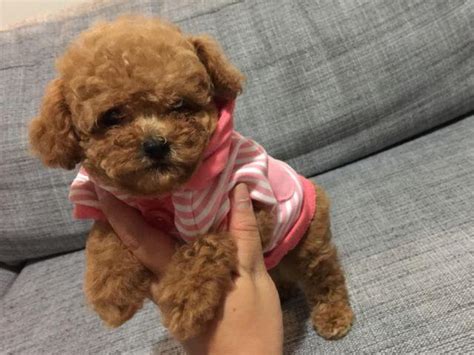 When groomed to show dog standards the body is meant to give off a square appearance. ️ AKC Teacup Red Poodle ️ for Sale in Claremont ...