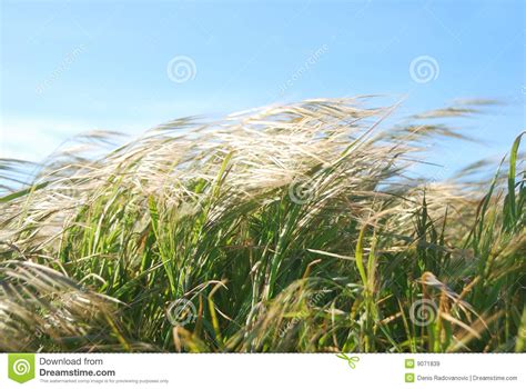 Free for commercial use no attribution required high quality images. Windy Day Grass stock image. Image of blowing, blue ...