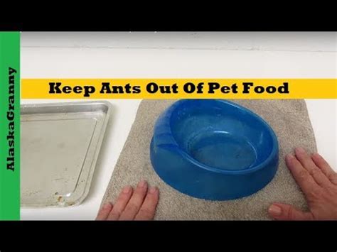 How to eliminate ants from eating cat and dog food! Keep Ants Out Of Pet Food 3 Simple Ways- Cleaning Tips ...