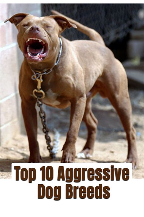 Top 10 Aggressive Dog Breeds Aggressive Dog Breeds Dog Breeds
