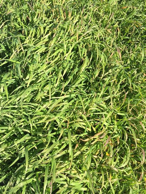 Atom Prairie Grass Auswest And Stephen Pasture Seeds
