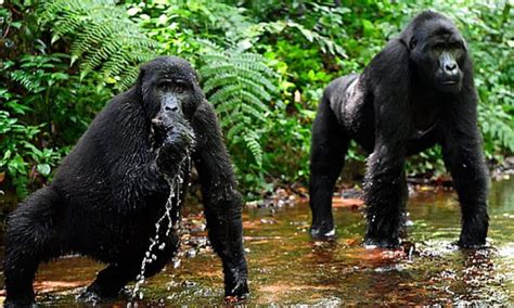 7 Days Uganda Safari Chimpanzee Trekking Gorilla Trekking And Wildlife