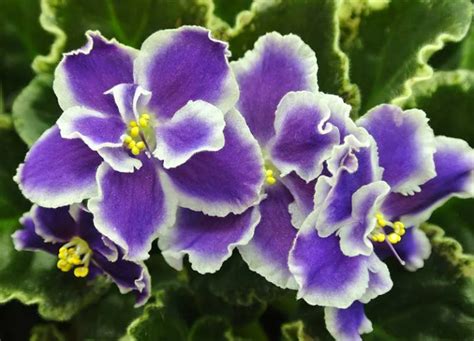 20 Variétés De Violettes Africaines Photo Jardin De Grand Meres