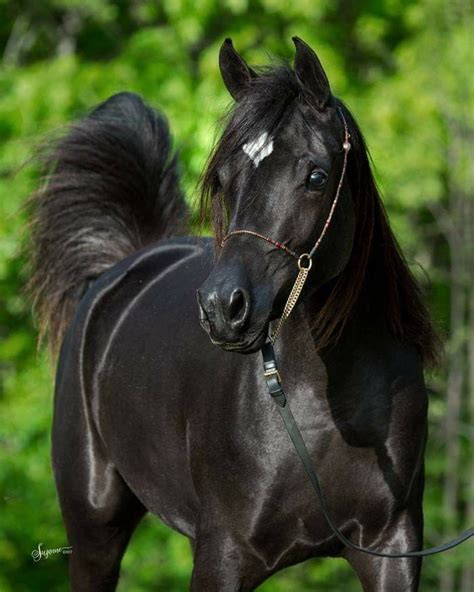 pin on arabians and appy pinto crosses