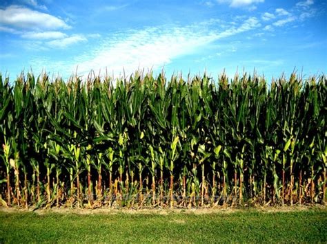 8 X 10 Photograph Corn Corn Field Of Memories Indiana Farm