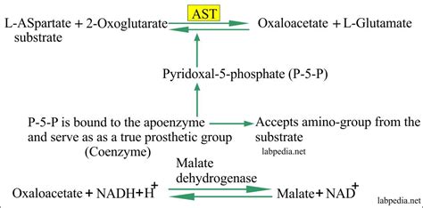 Who should take this test: SGOT (Aspartate aminotransferase, AST, Glutamic oxaloacetic Transaminase) - Labpedia.net
