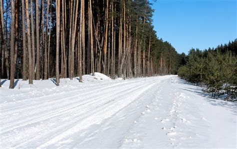 Winter Forest Road Stock Photo Image Of Forest Covered 13462374