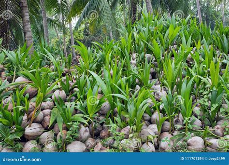 Coconut Seedlings Stock Photo Image Of Crop Corn 111707594