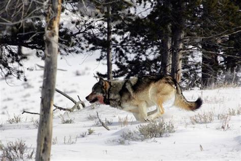A Gray Wolf Is Seen On The Run Near Blacktail Pond In