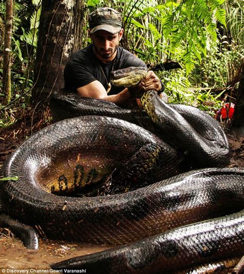 Man Eaten By Snake And Survives Snake Poin