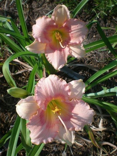 We did not find results for: Pink Cotton Candy Daylily Diva $6 DF | Day lilies ...