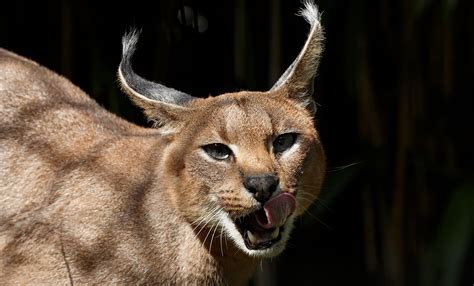 Caracal Lynx Smithsonians National Zoo And Conservation Biology