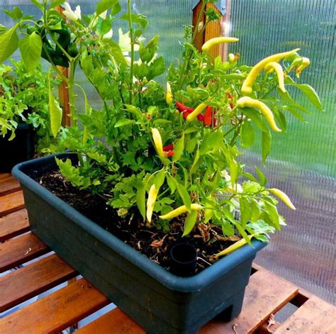 For Container Vegetable Gardening Beginners Home Outdoor Decoration How