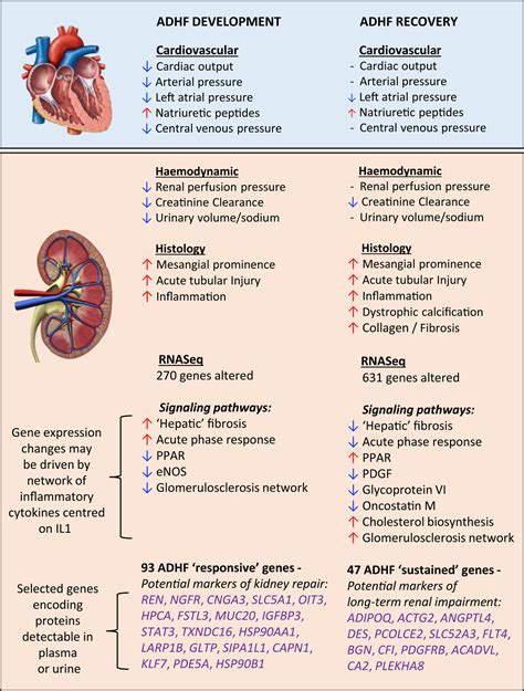 Acute Decompensated Heart Failure And The Kidney Physiological