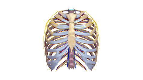 Viewmedica stock art rib cage and thoracic vertebrae with. ribcage anatomy obj