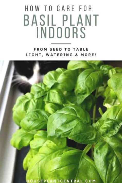 How To Care For Basil Plants Indoors Houseplant Central