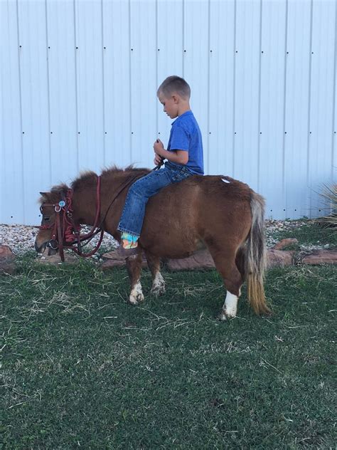 SAFE/SOLD NEW... - Stroud Oklahoma Kill Pen Horses