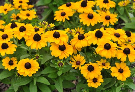 Spring Annual Flowers Zone 7 Shade Loving Perennial Flowers 15