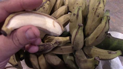Dwarf Brazilian Banana Fruit Tasting Youtube