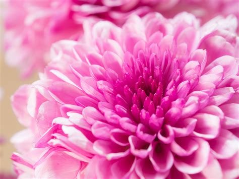 The few more seasonal plant that bloom in winter season are calendula, margeurite daisy, cosmos, gaillardia, china pink. What's Blooming Now? Winter Flowers in Season