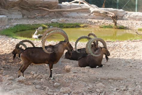 Siberian Ibex Capra Sibirica Is A Species Of Ibex Living In Central